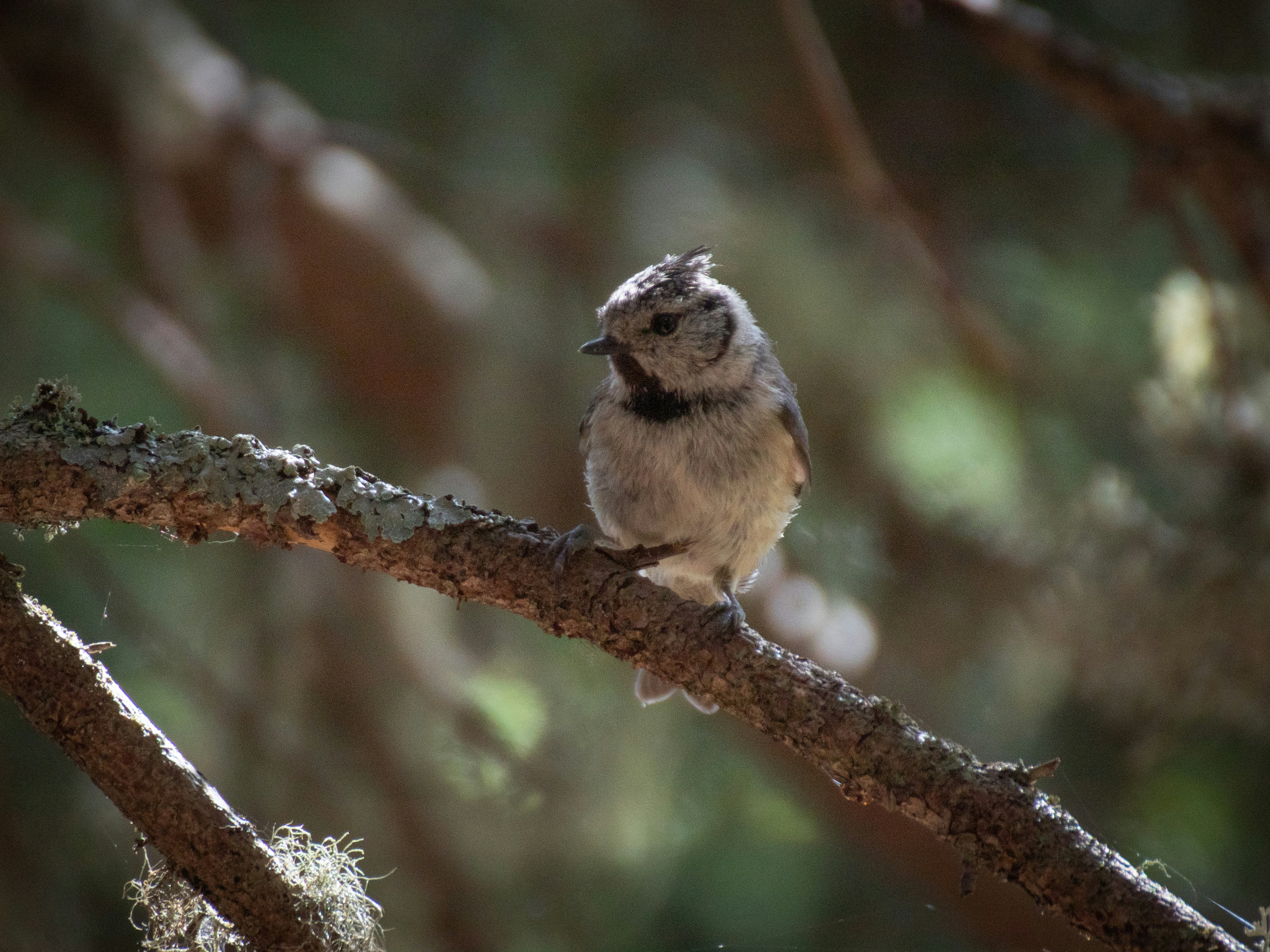 a small bird perched on a tree branch