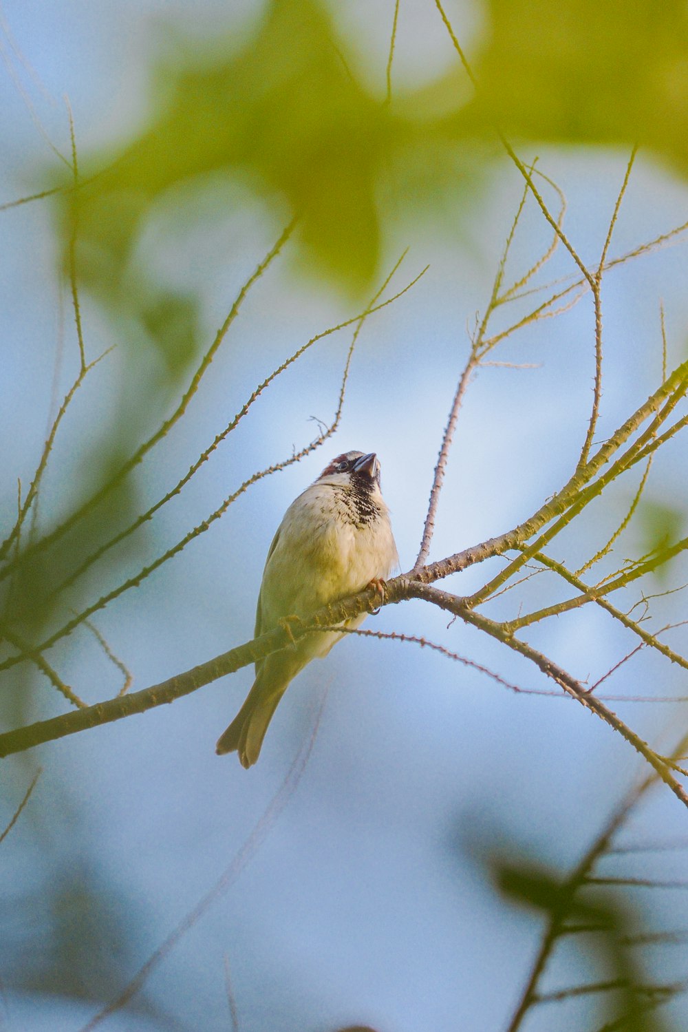 a small bird perched on a tree branch