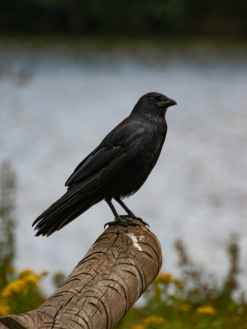 a black bird sitting on top of a piece of wood