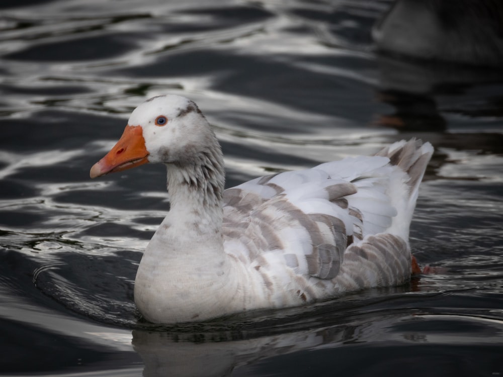 a duck floating on top of a body of water