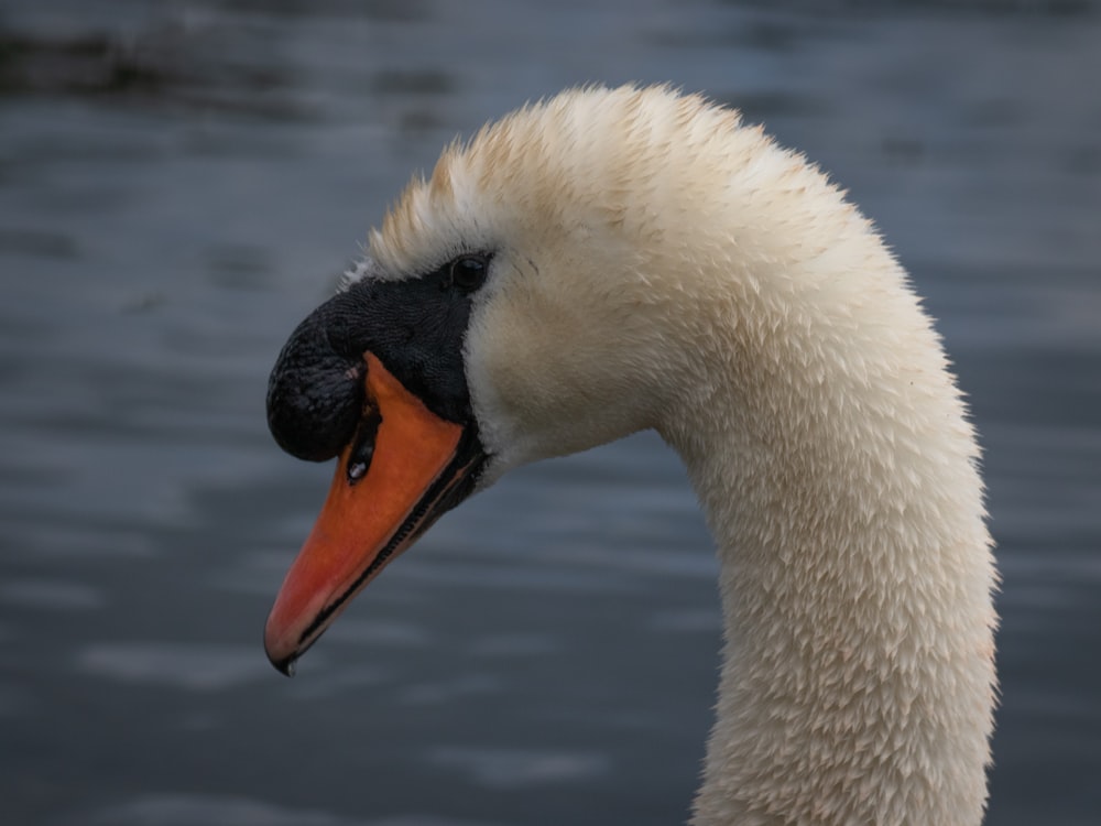 a close up of a white swan with an orange beak