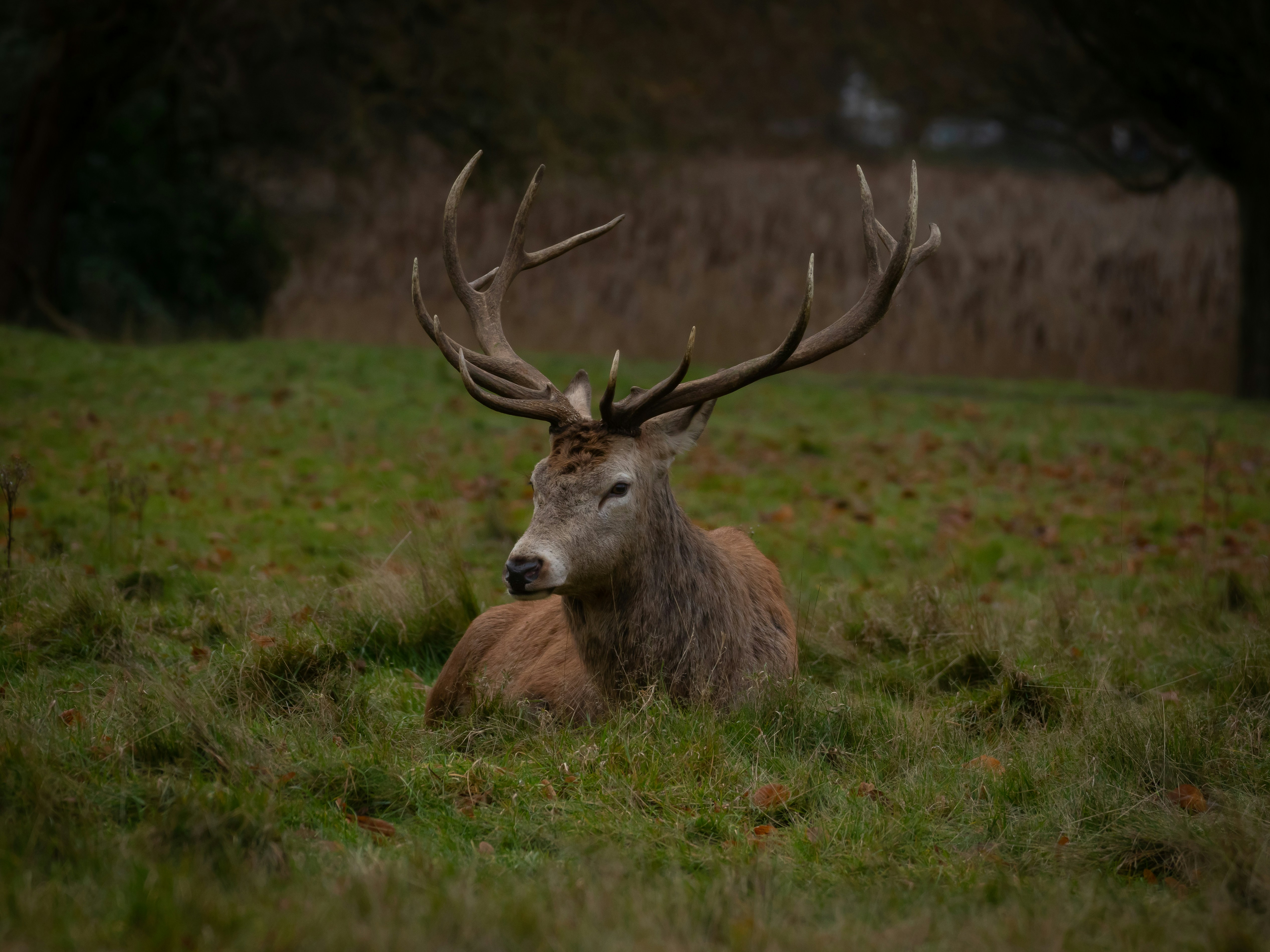 a deer laying down in a grassy field