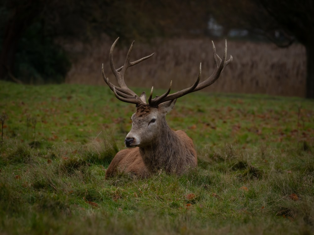 a deer laying down in a grassy field