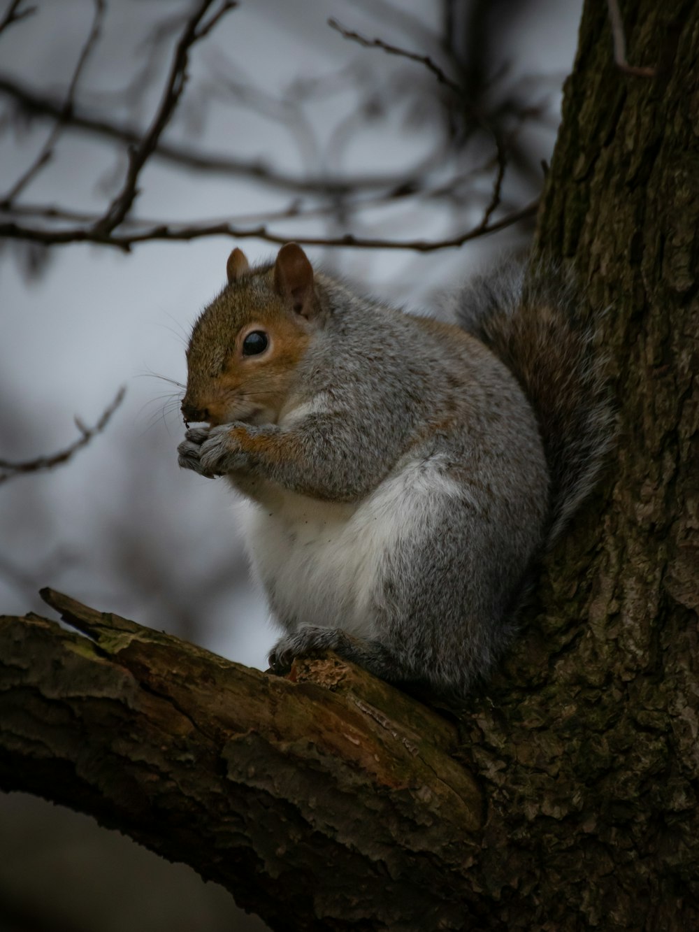 a squirrel is sitting on a tree branch