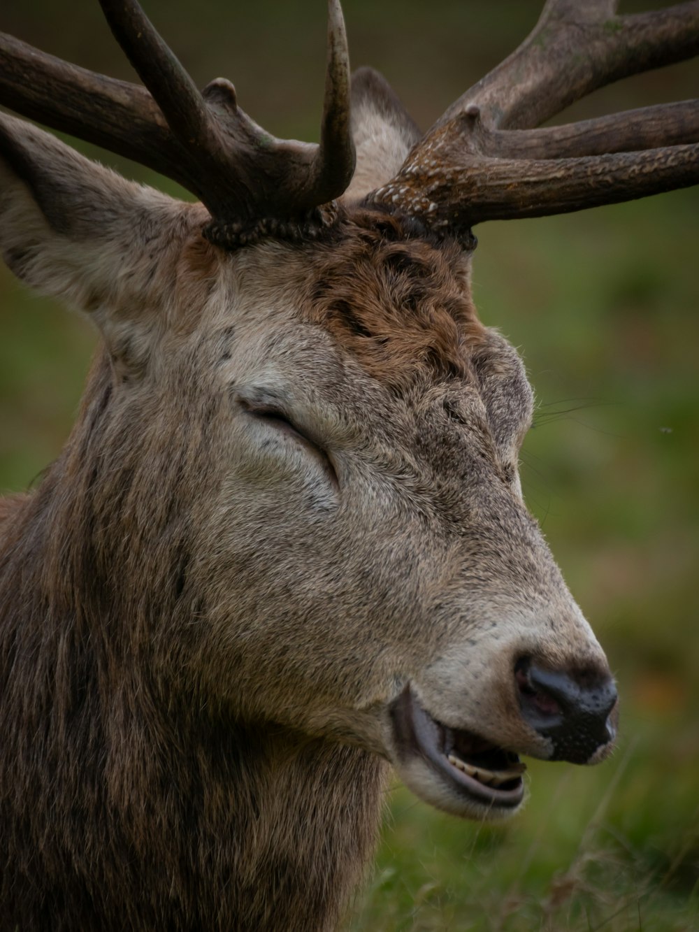 a close up of a deer with antlers on it's head