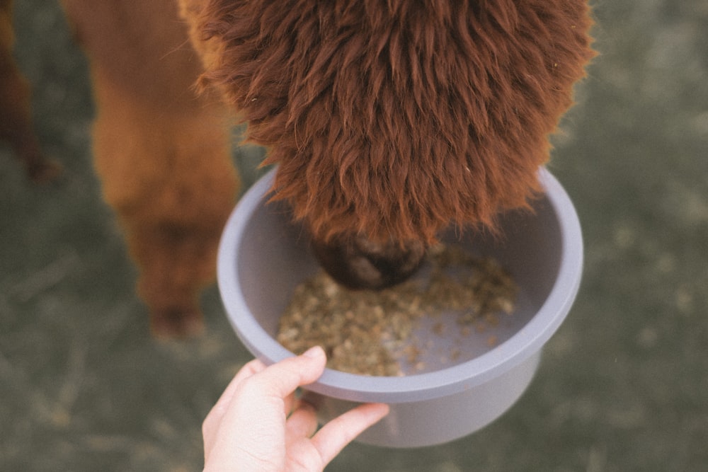 a person feeding a cow from a bowl