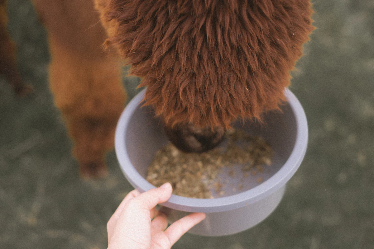 Feeding chickens from a bucket of feed