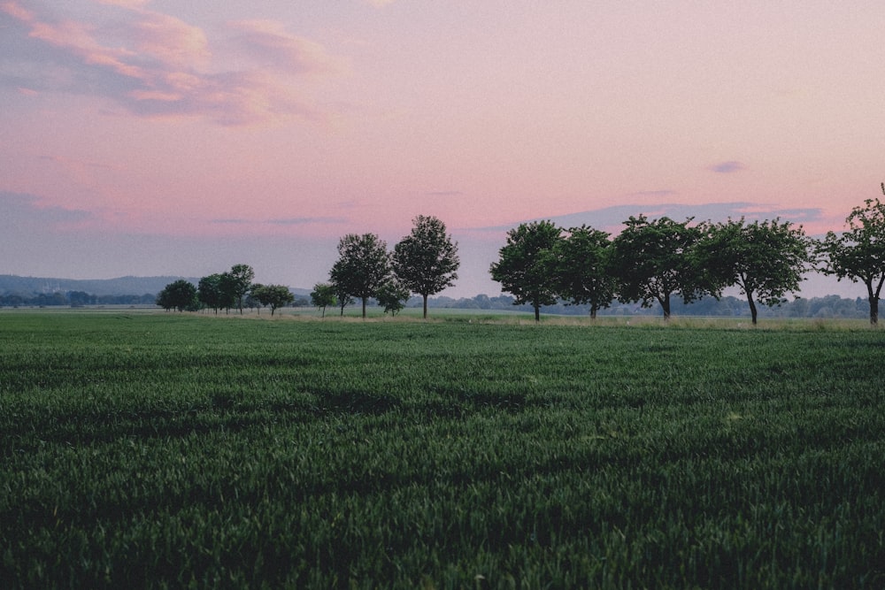 a grassy field with trees in the distance