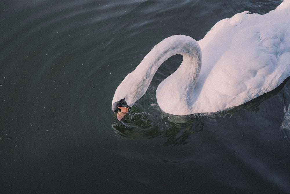 a large white swan swimming on top of a lake