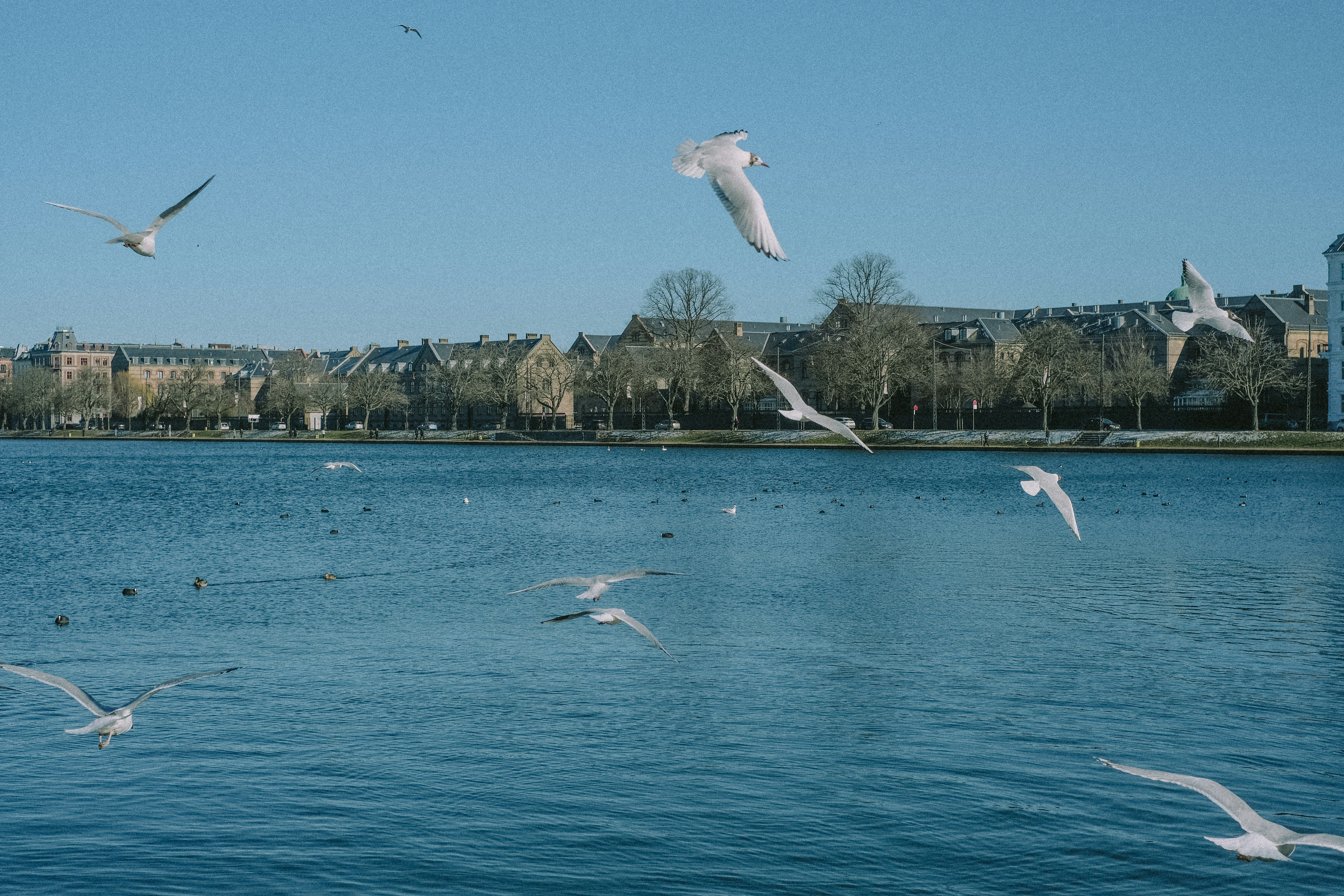 a flock of birds flying over a body of water