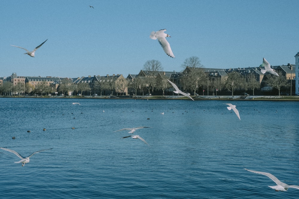 a flock of birds flying over a body of water