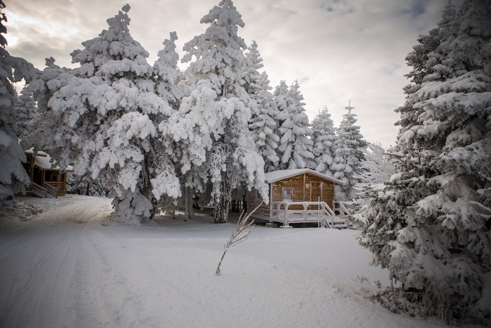 a cabin in the middle of a snowy forest