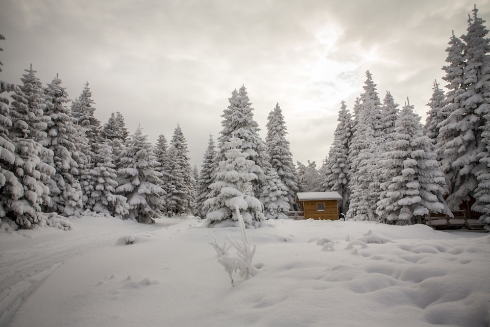 a snow covered forest with a cabin in the background