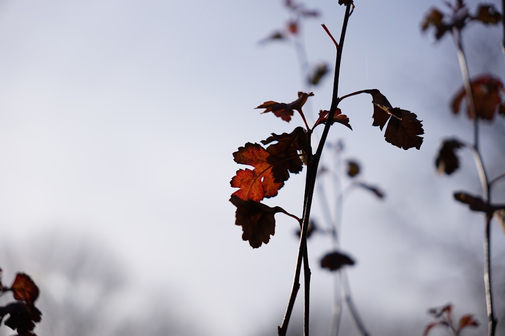 a close up of a tree branch with leaves