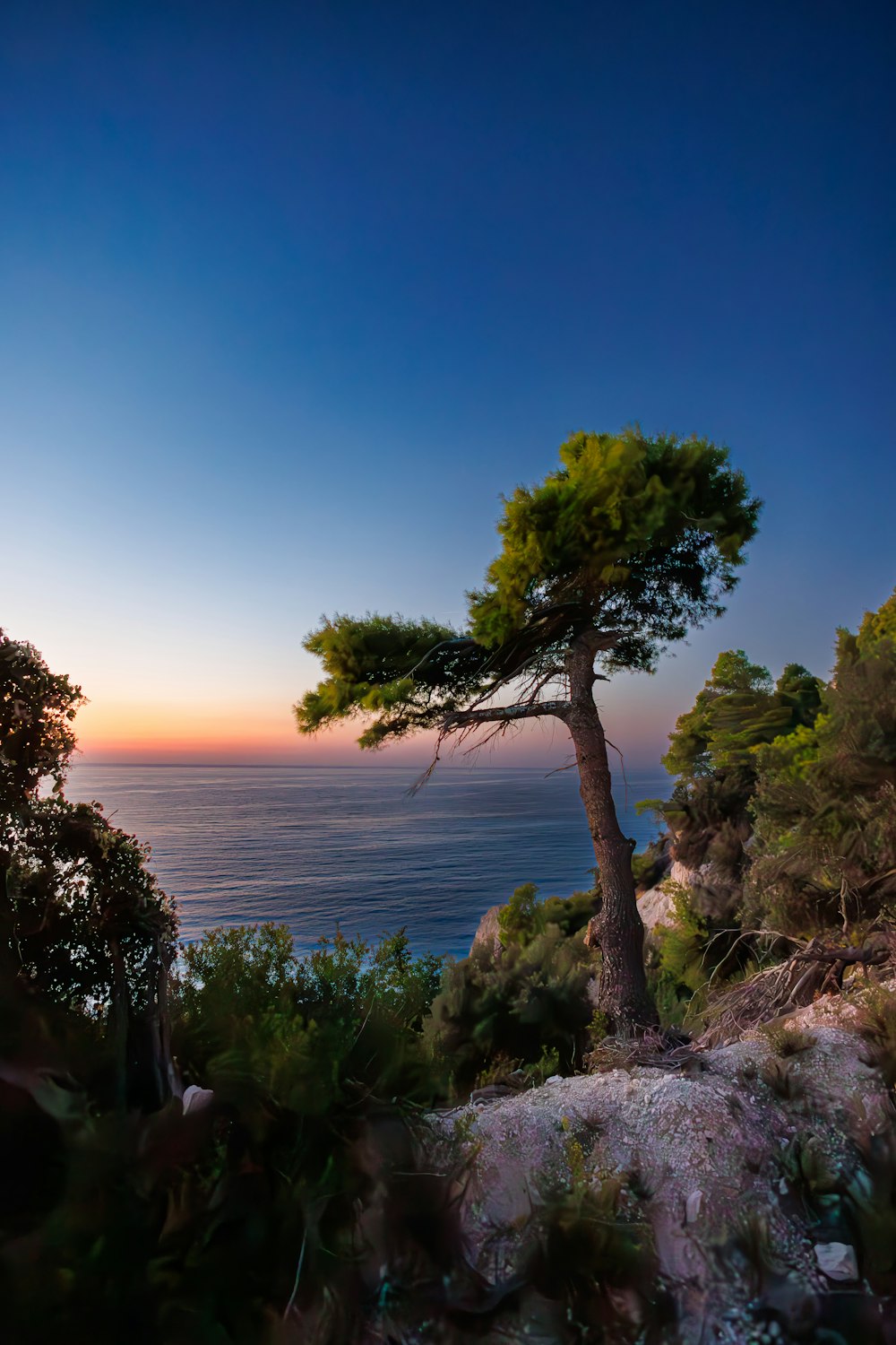 a lone tree on a cliff overlooking the ocean