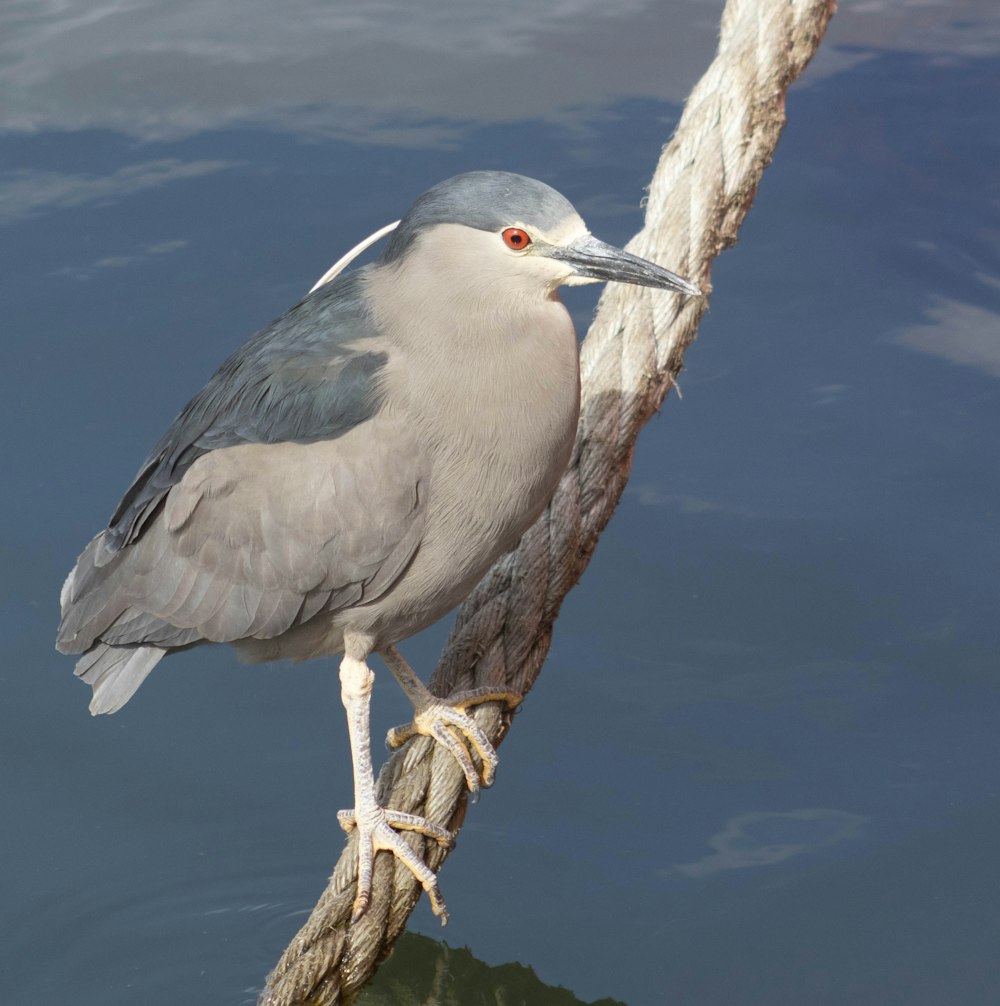 a bird sitting on a rope in the water