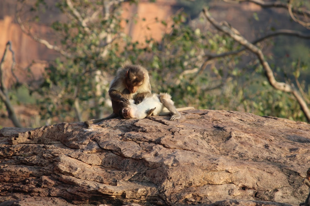 a monkey sitting on top of a large rock