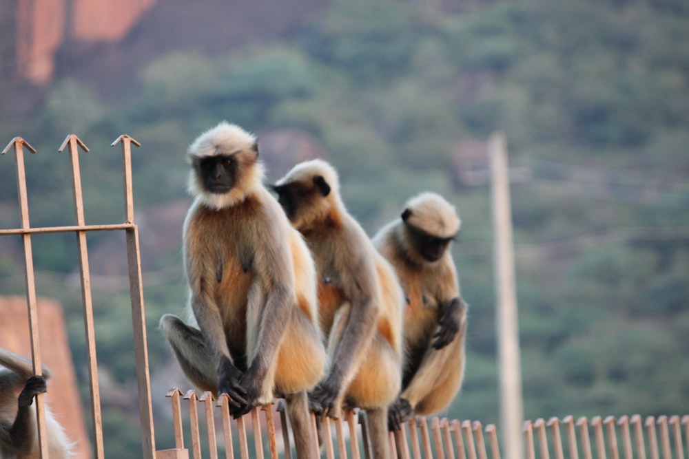 a group of monkeys sitting on top of a wooden fence