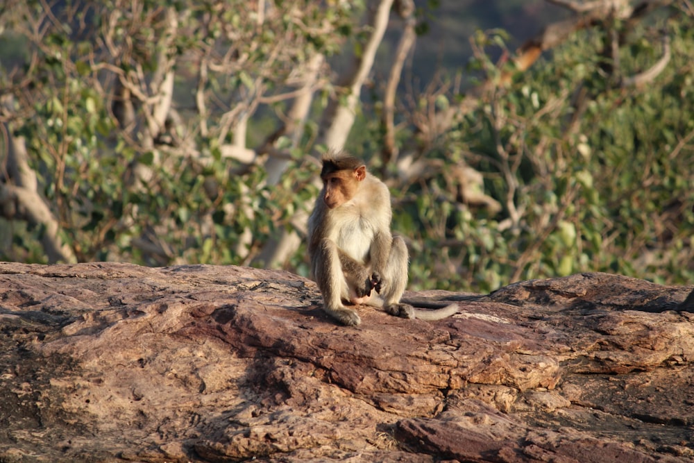 un singe assis au sommet d’un gros rocher