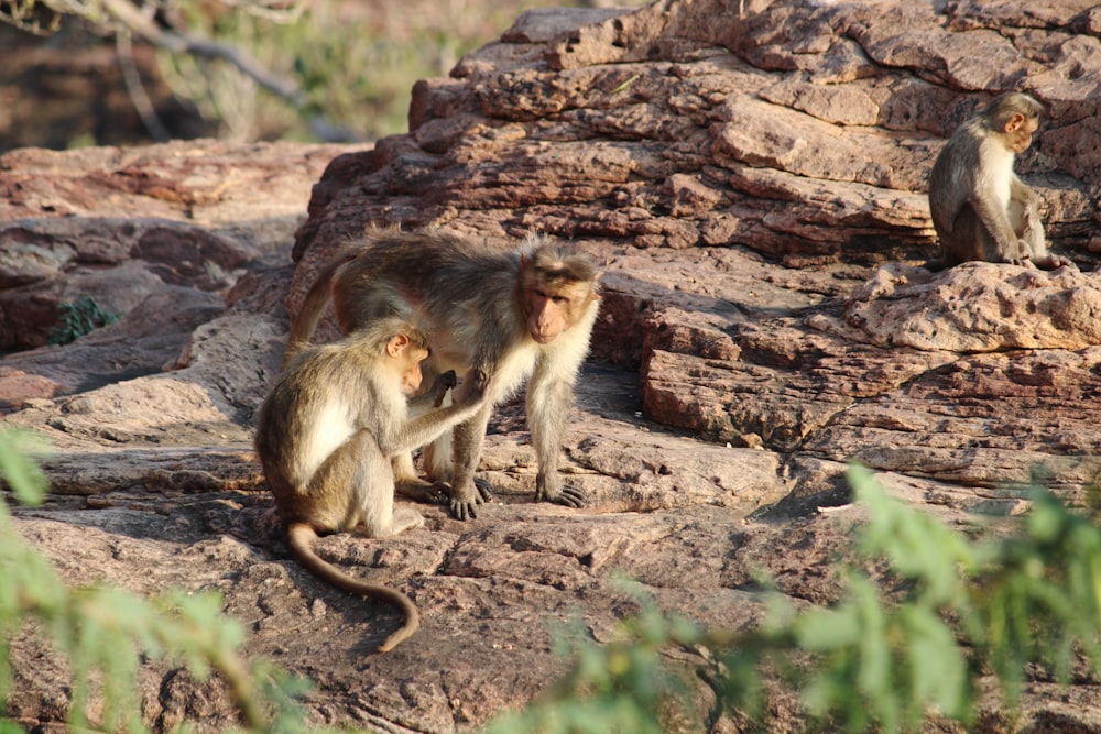 un couple de singes assis au sommet d’un rocher