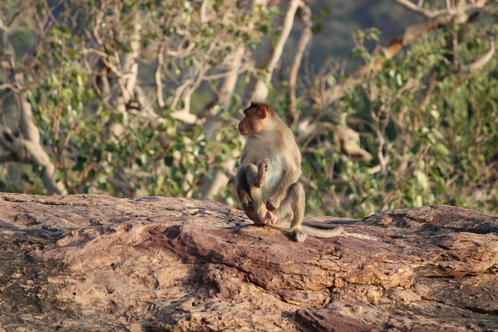 a monkey sitting on top of a large rock