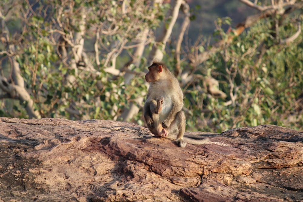 un singe assis au sommet d’un gros rocher