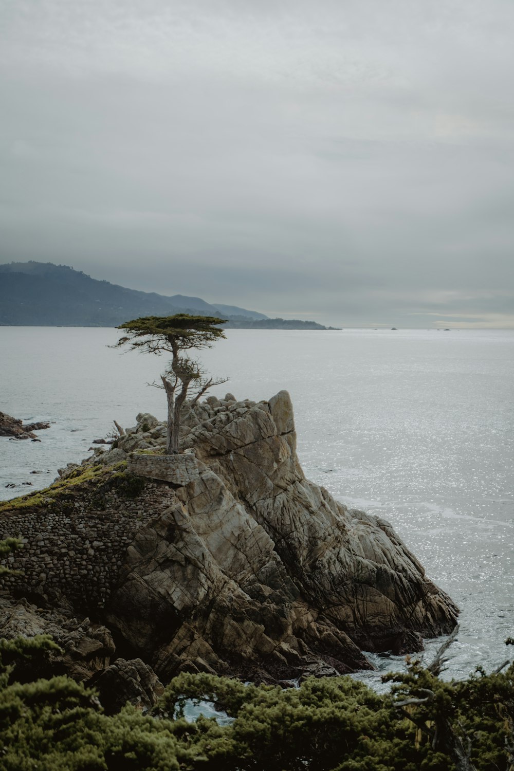 a lone tree sitting on top of a rock next to the ocean