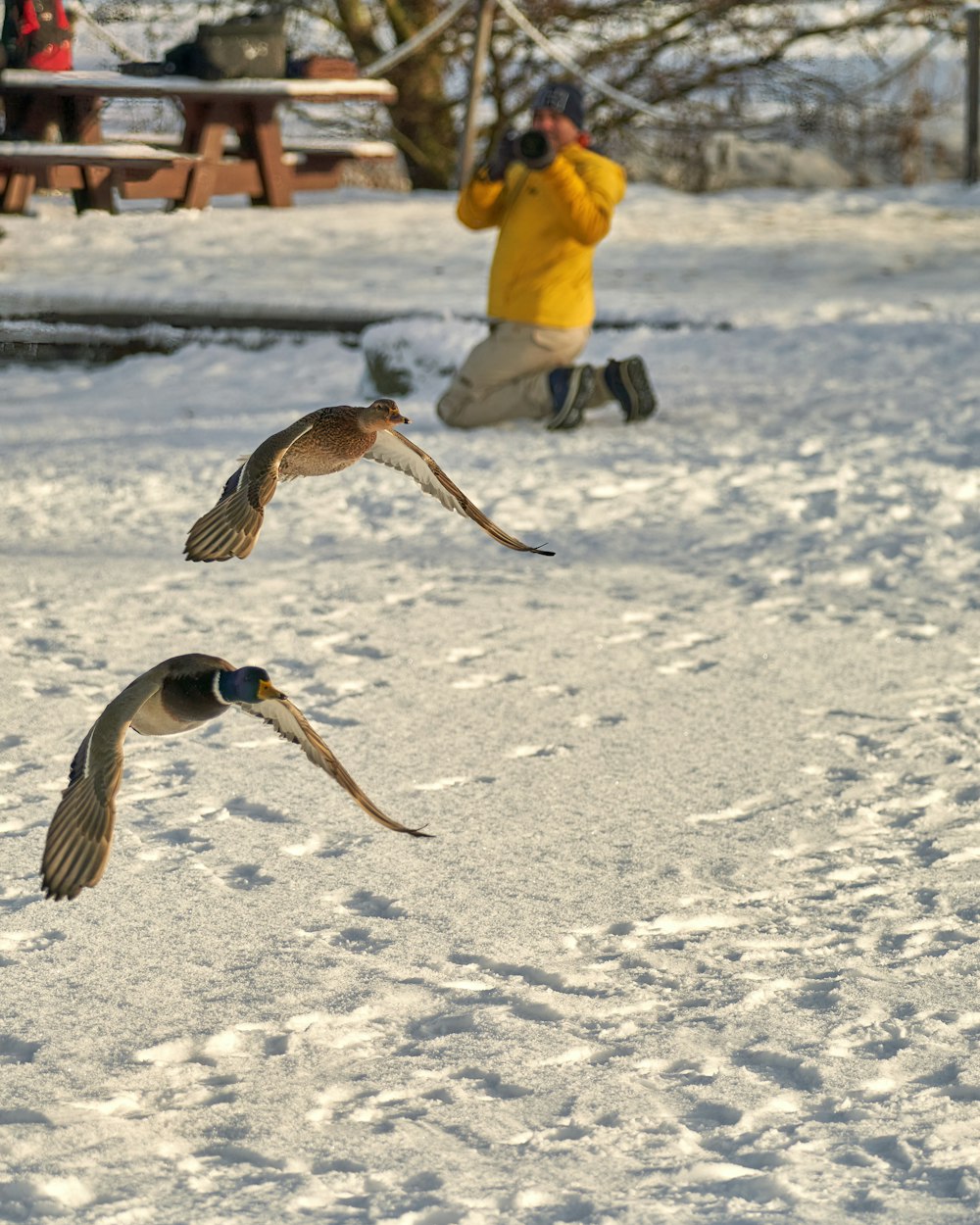 um par de pássaros voando sobre um chão coberto de neve