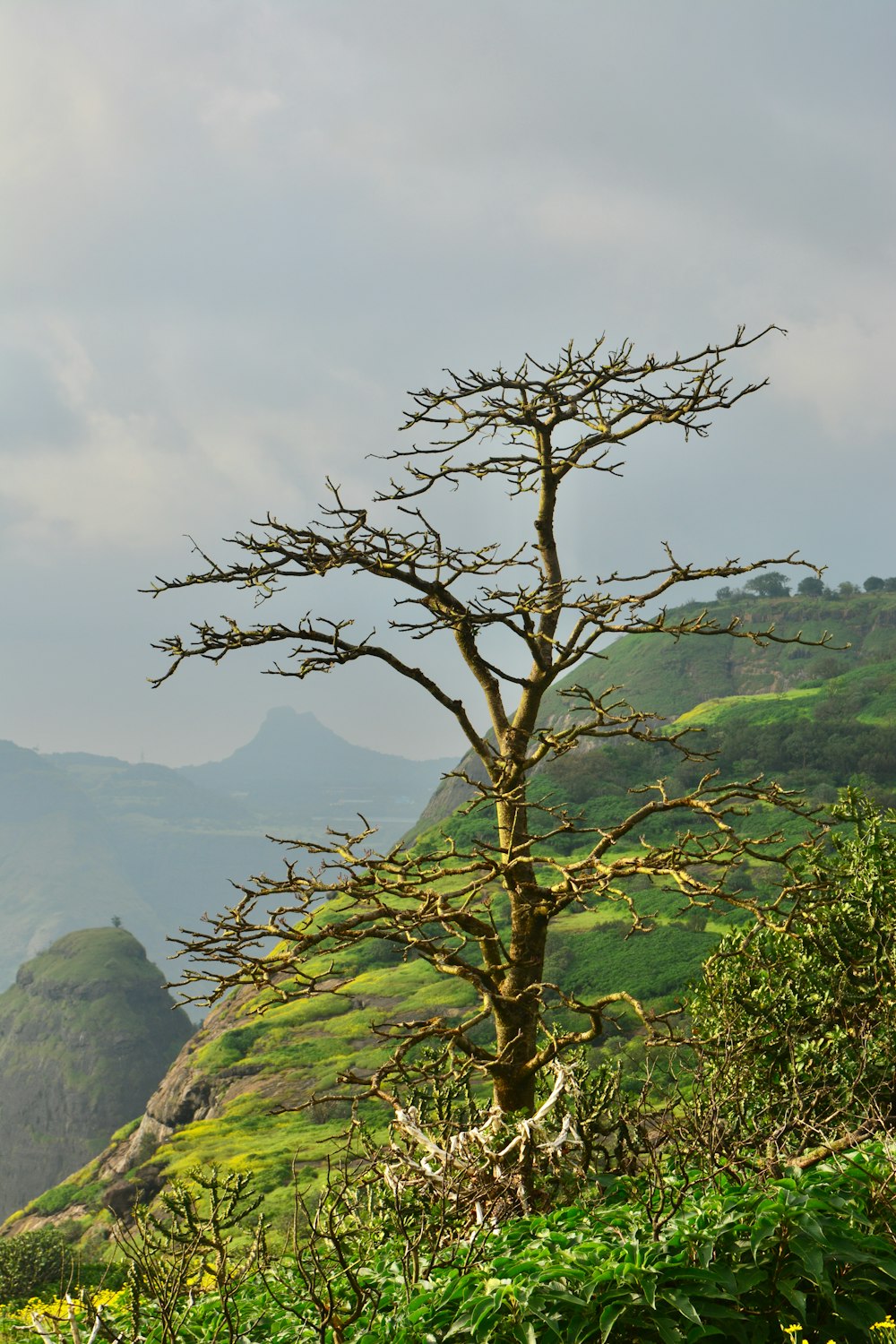 a tree with no leaves on a hill