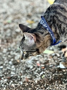 a cat walking across a gravel covered ground