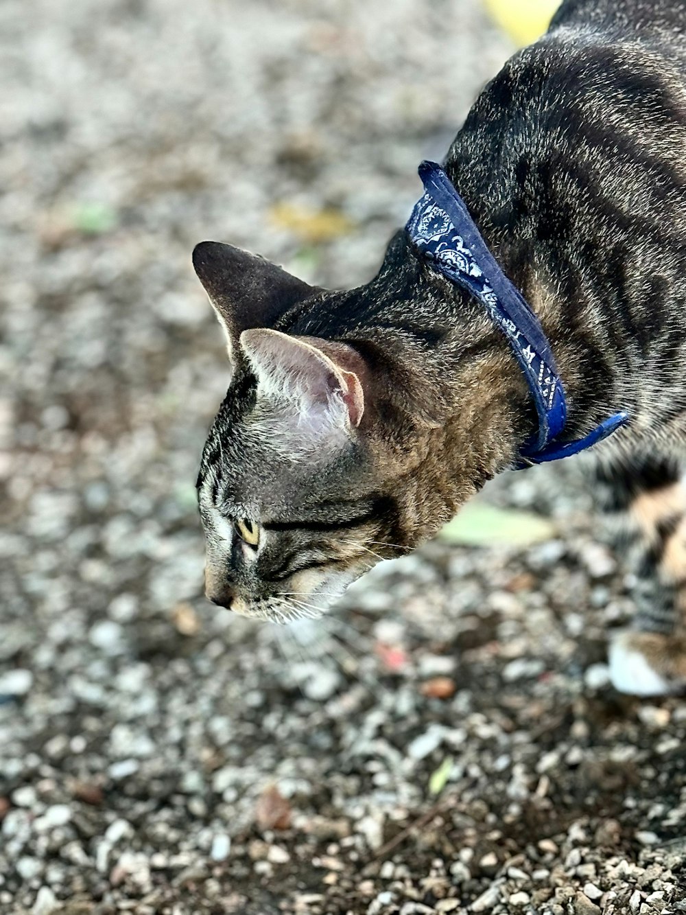 a cat walking across a gravel covered ground