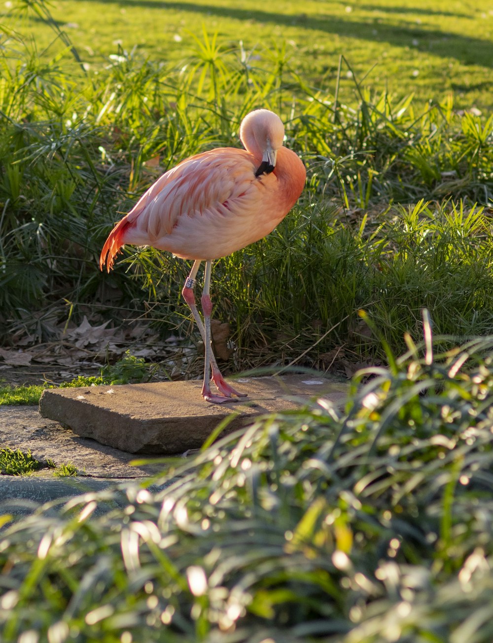 a pink flamingo standing on a rock in the grass