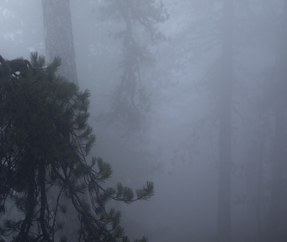 a forest filled with lots of trees covered in fog