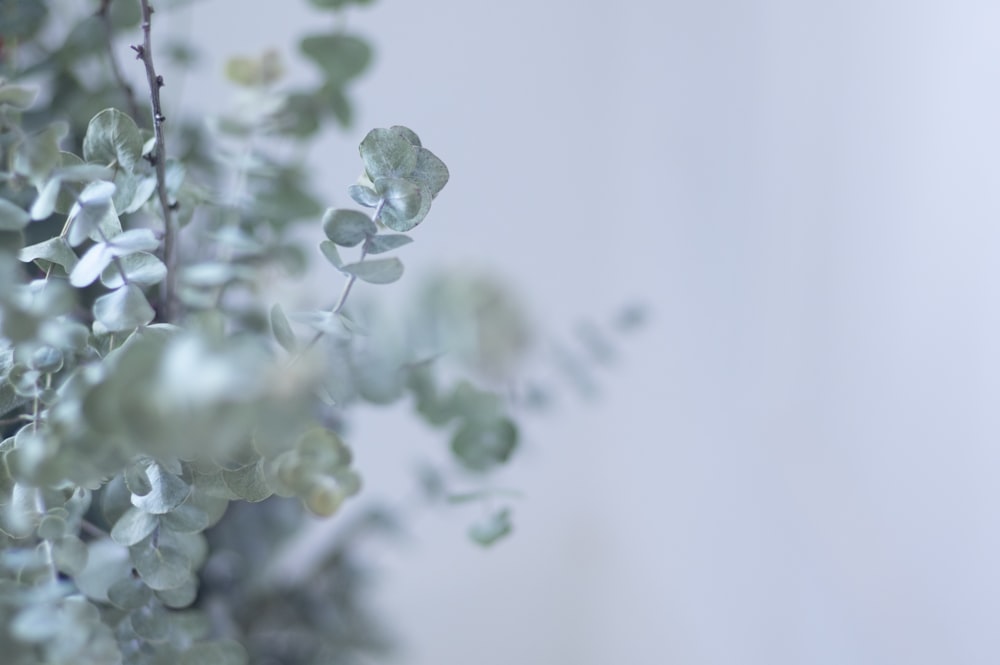 a close up of a plant with green leaves