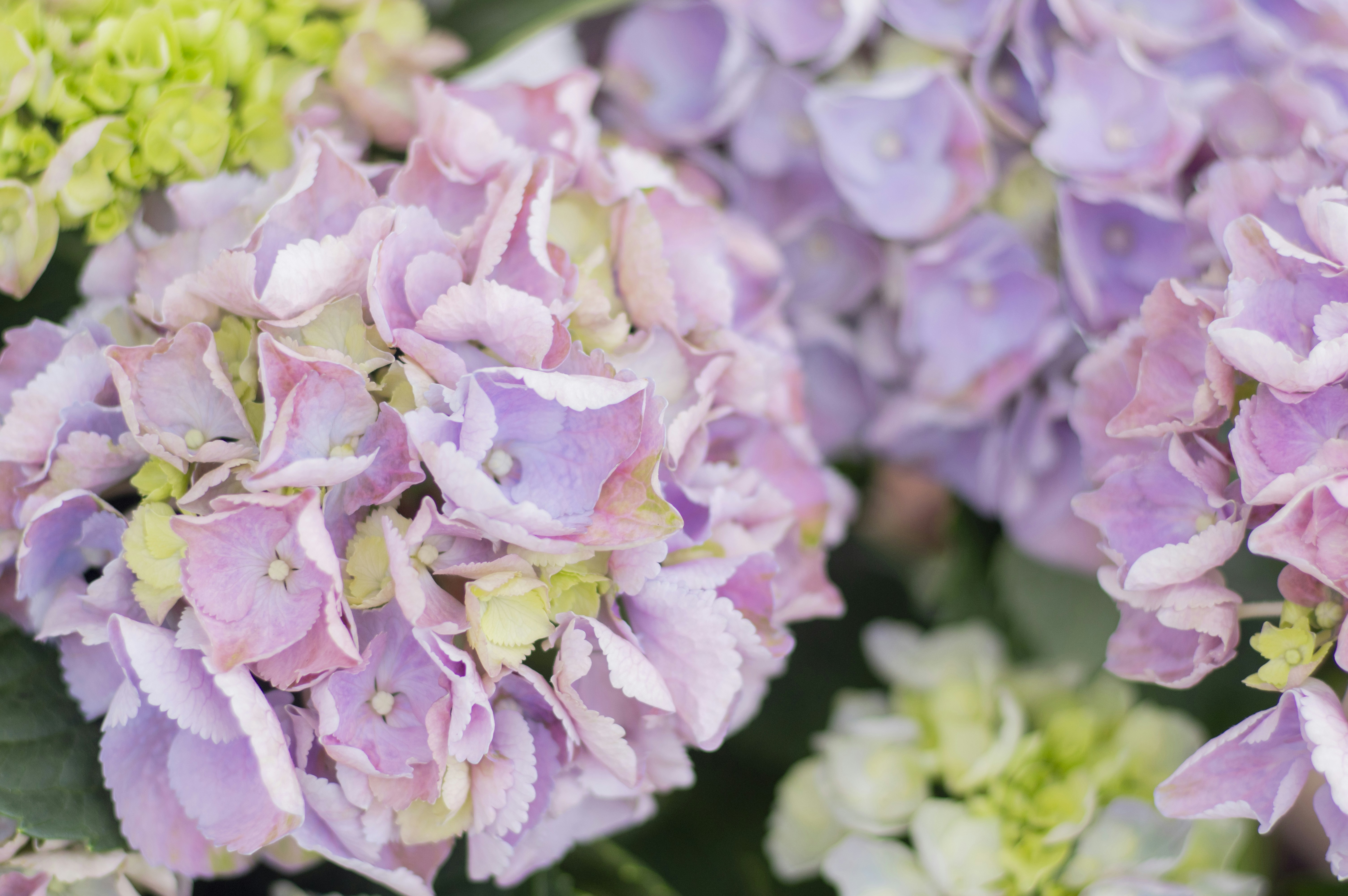 a close up of a bunch of purple and green flowers