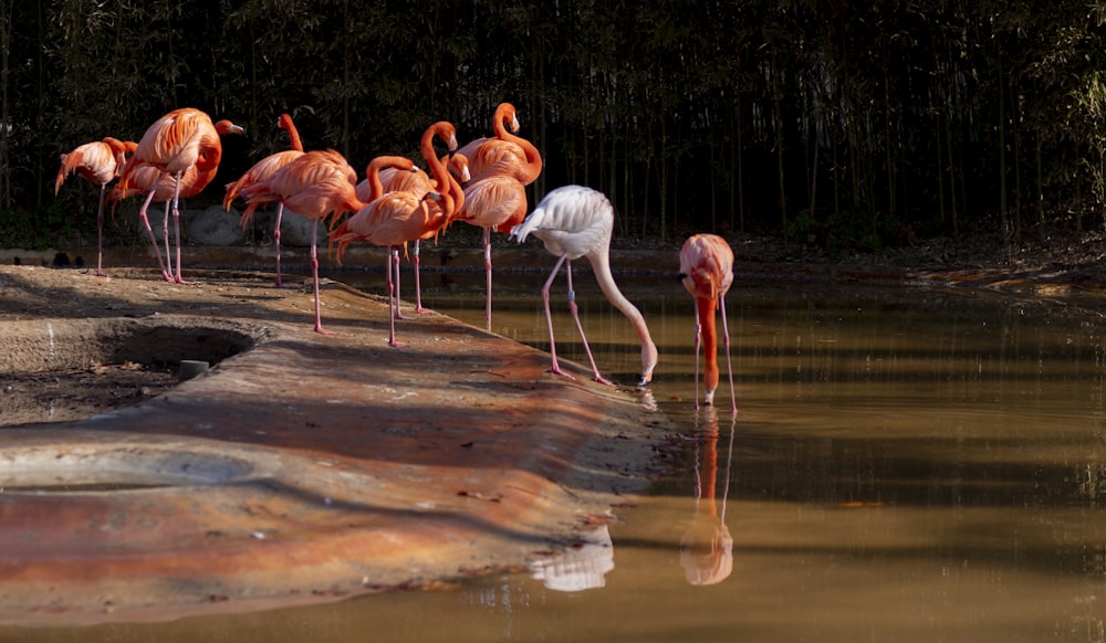 a group of flamingos are standing in the water