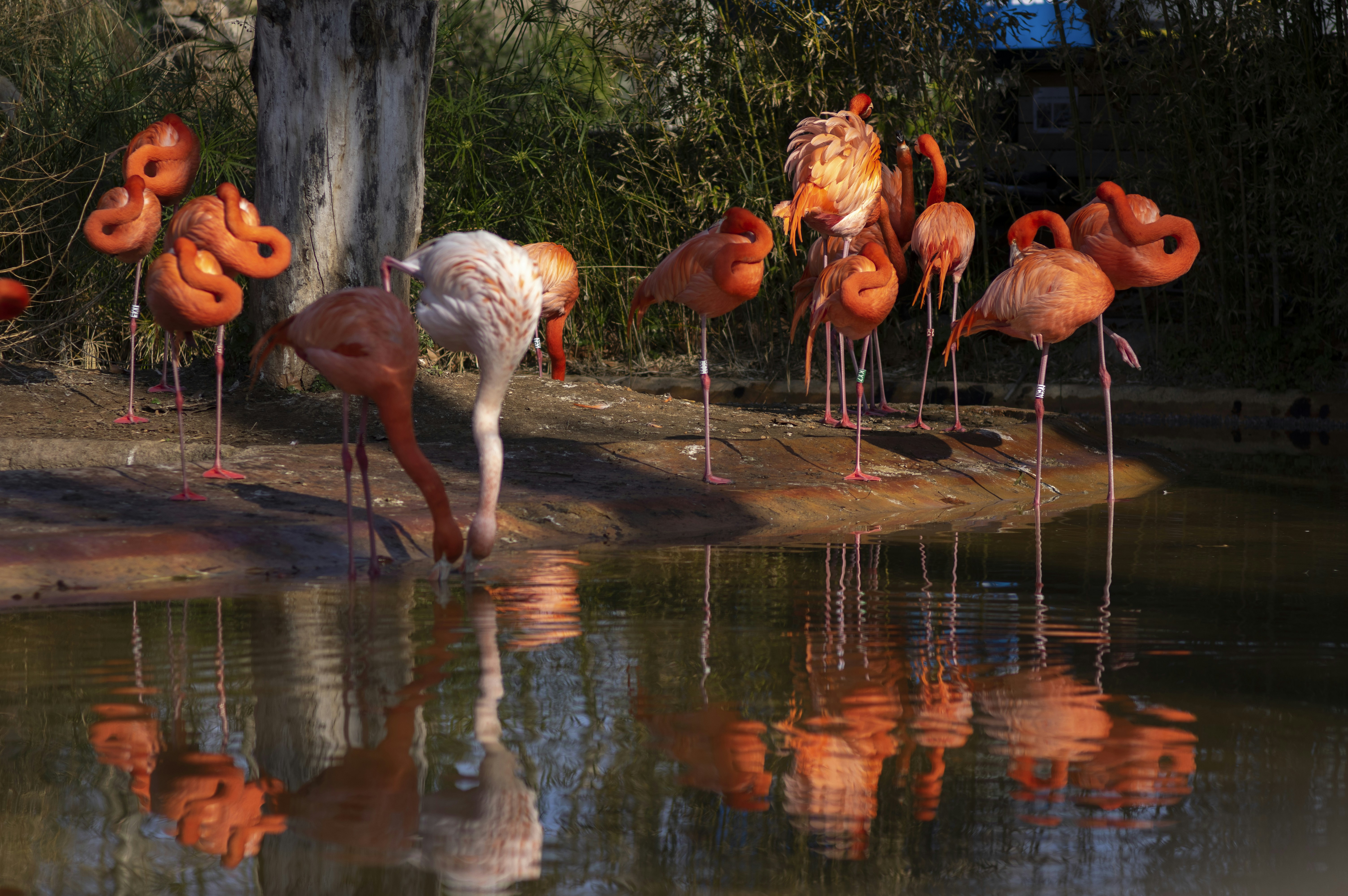 a group of flamingos standing next to a body of water