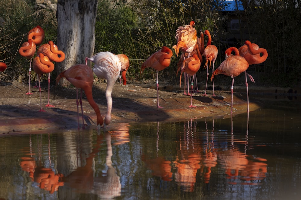 a group of flamingos standing next to a body of water