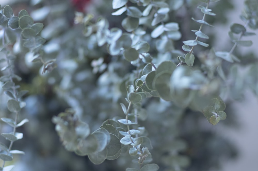 a close up of a plant with green leaves