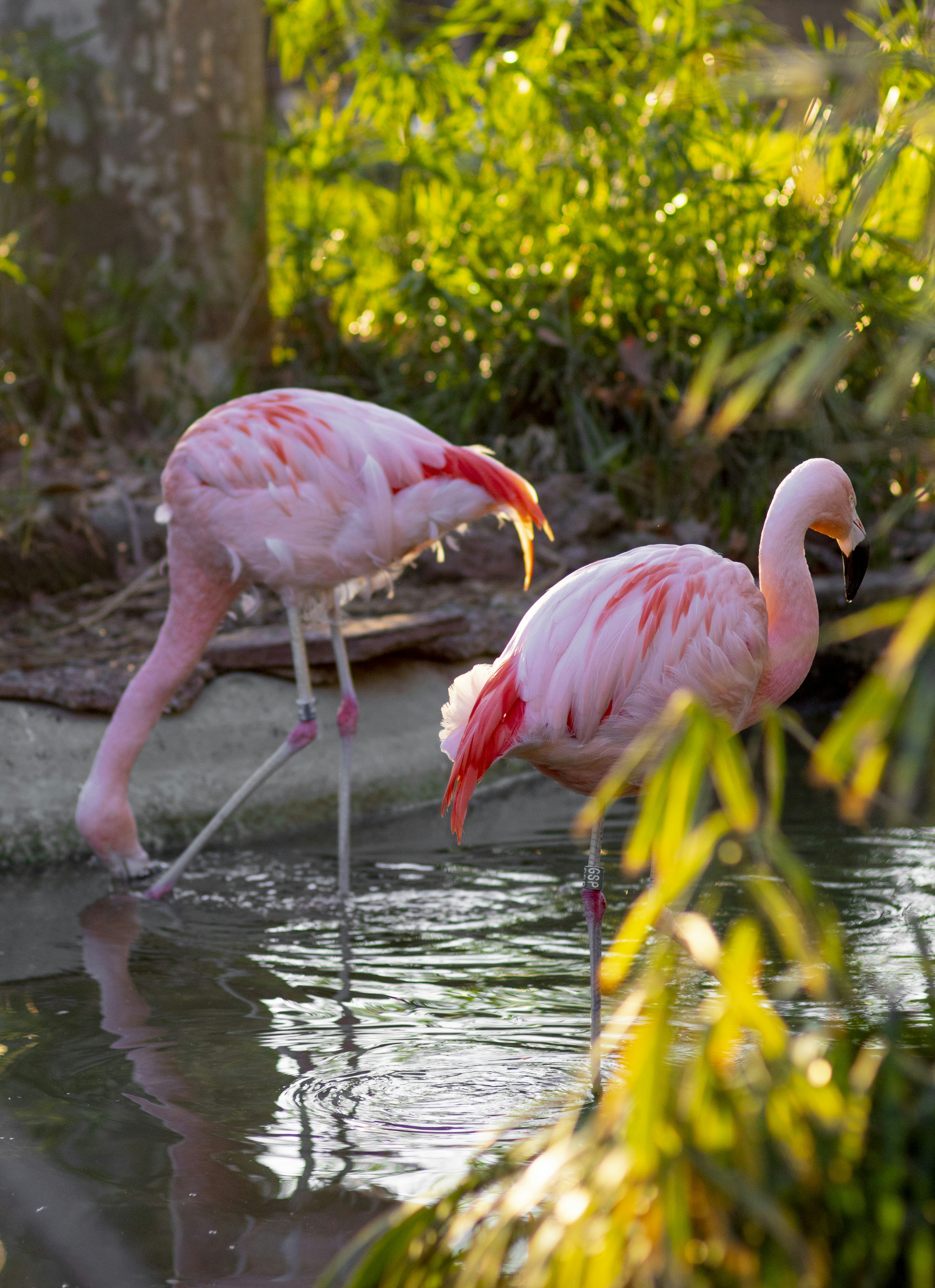 two pink flamingos are standing in the water