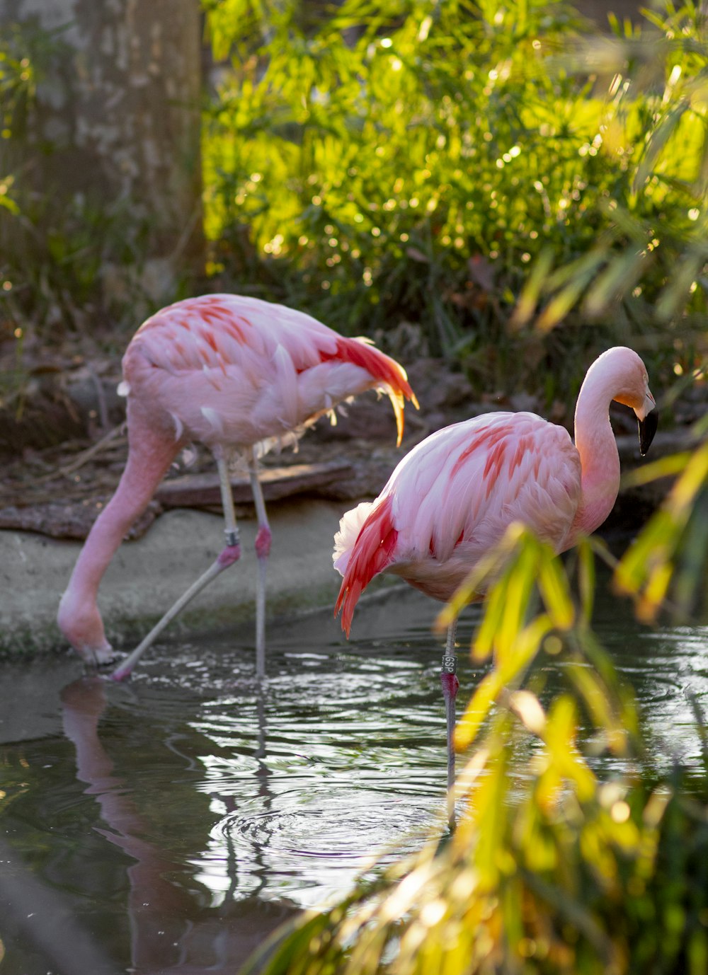 two pink flamingos are standing in the water