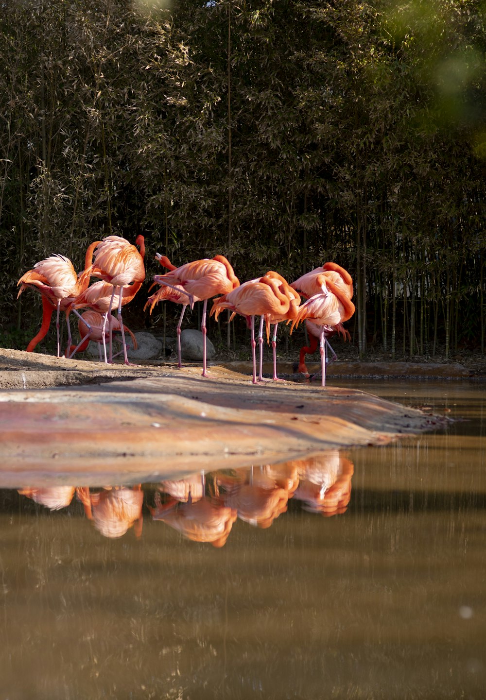 a group of flamingos standing around a lake