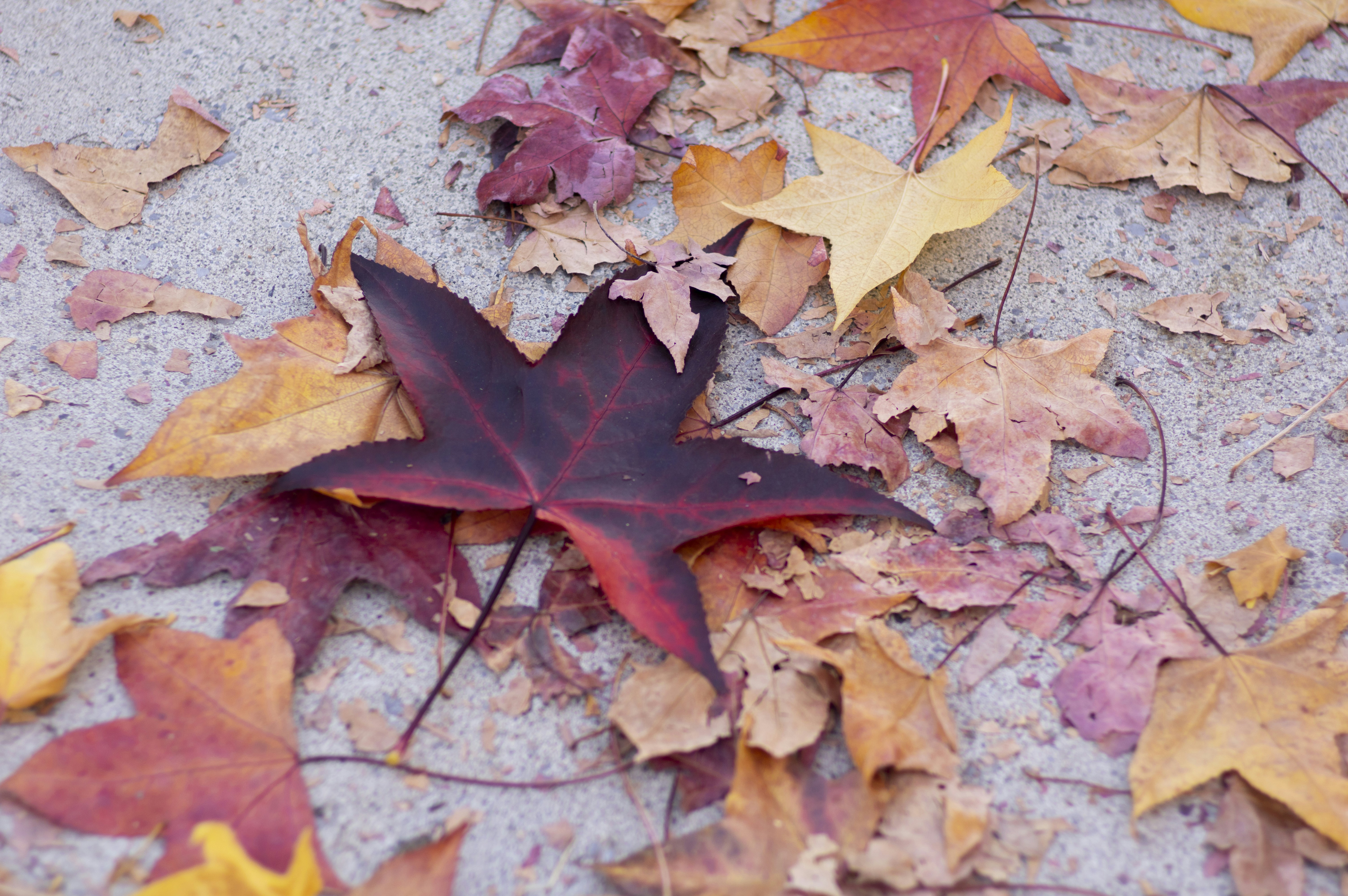 a group of leaves laying on the ground