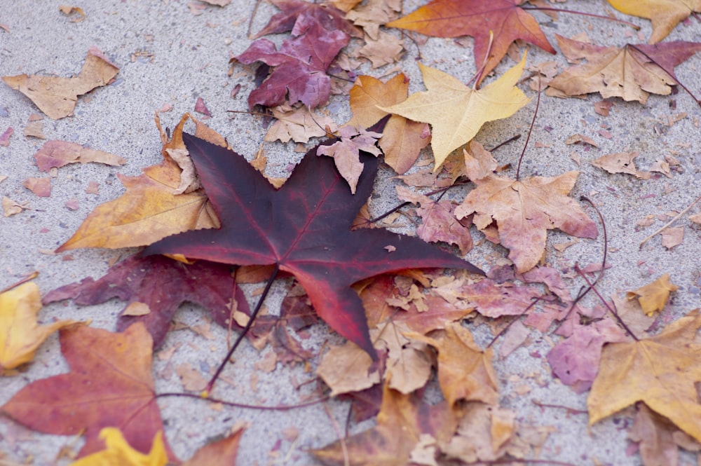 a group of leaves laying on the ground