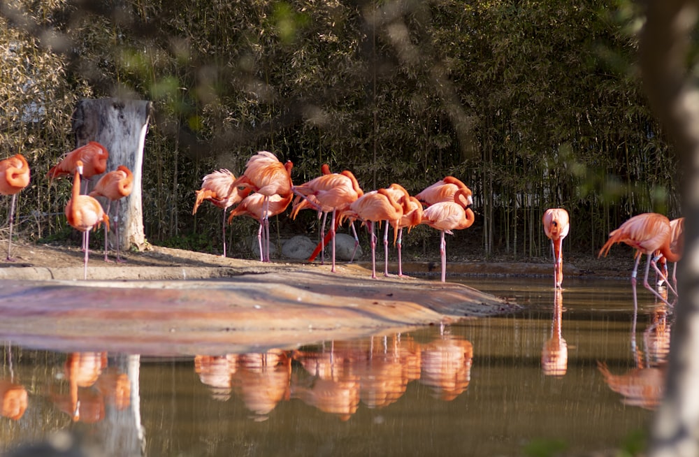 a group of flamingos standing around a pond of water