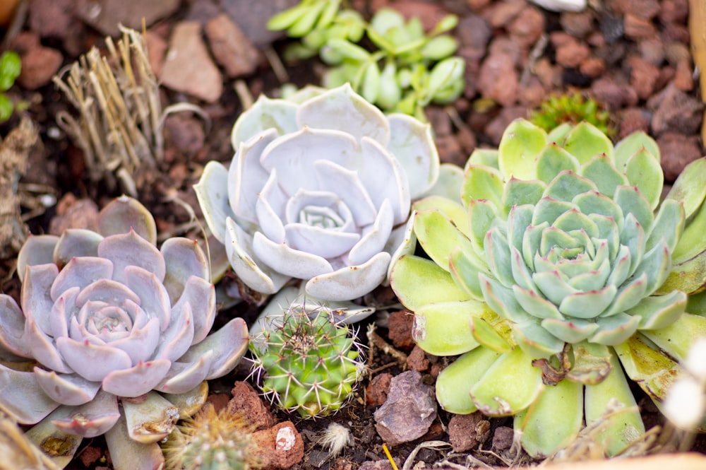 a group of succulents in a pot on the ground