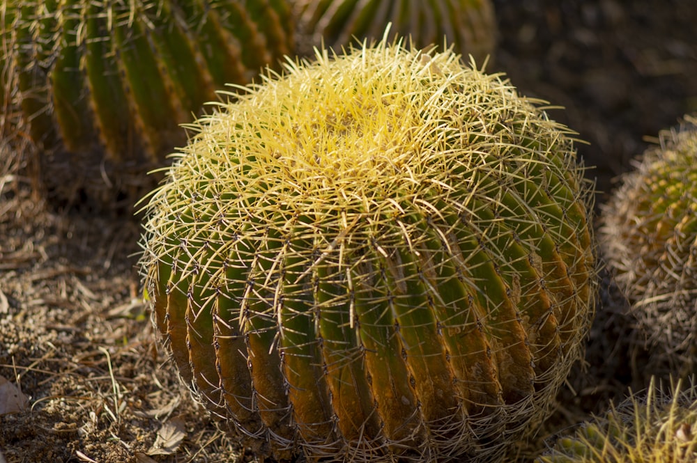 a green cactus with yellow needles on it's head
