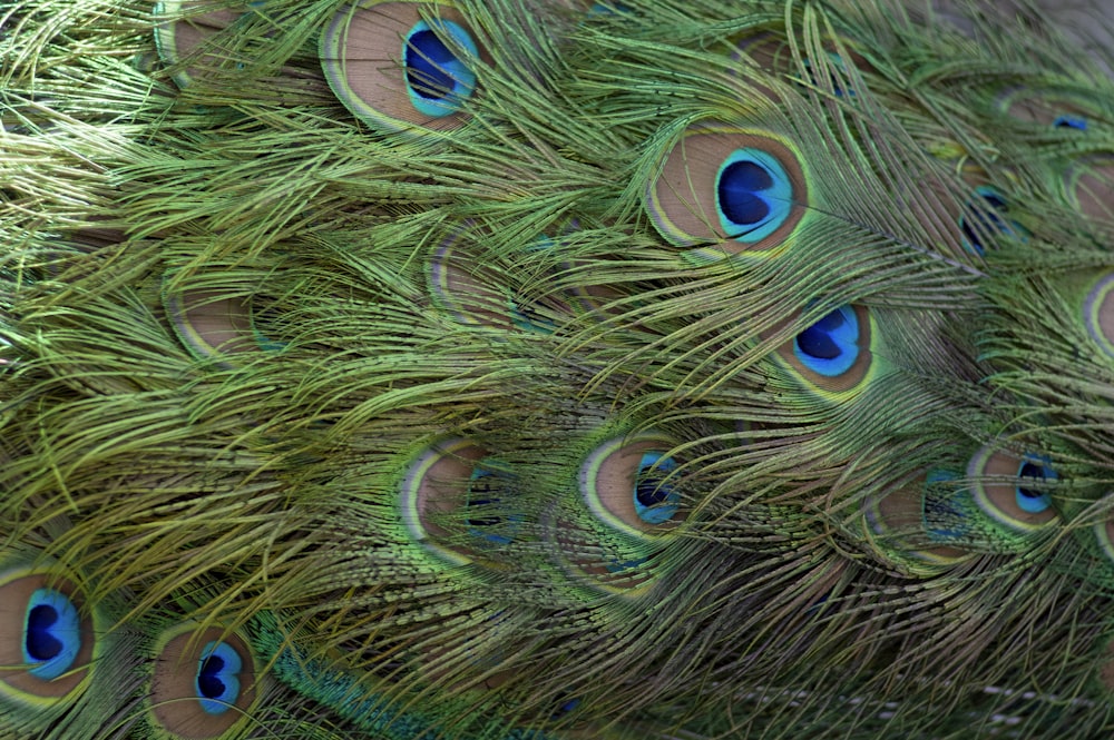 a close up view of a peacock's feathers