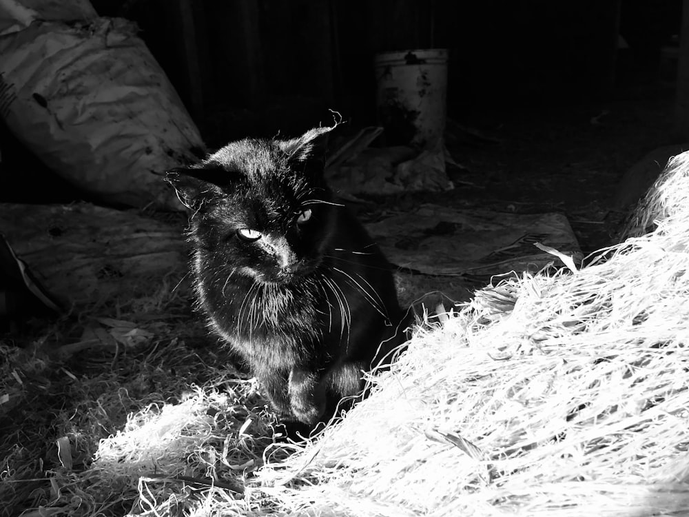 a black and white photo of a cat