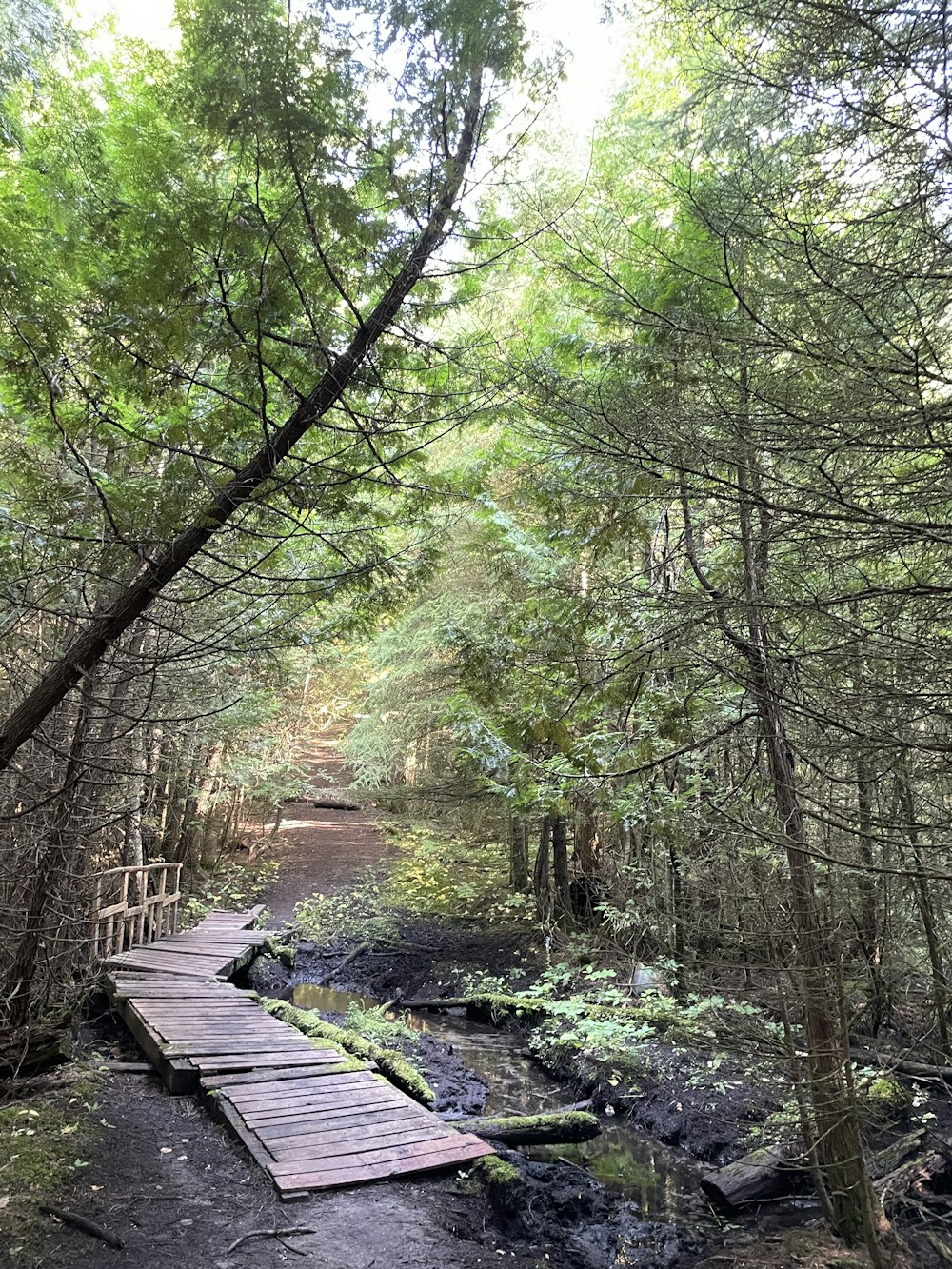 a wooden bridge crosses a stream in the woods